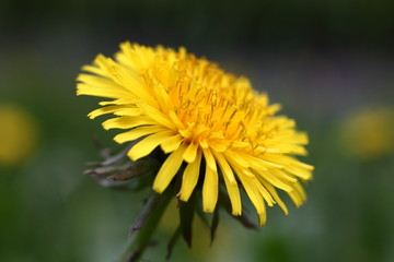 Одуванчик на поляне