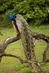 Indian Peafowl, Pavo cristatus in wedding dress