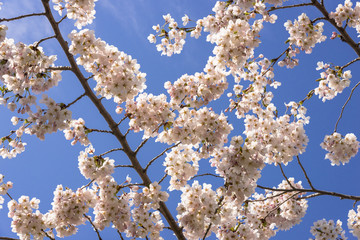 五稜郭公園内の桜の花