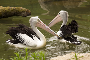 Australian Pelican, Pelecanus conspicillatus, hunt for food in water