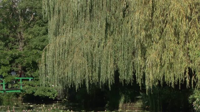 Tilt from willow tree to the Japanese water garden and bridge in Monet&rsquo;s Garden, Giverny, France