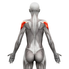 Deltoid Muscle - Anatomy Muscles isolated on white