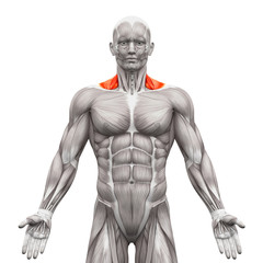 Trapezius Front Neck Muscles - Anatomy Muscles isolated on white - obrazy, fototapety, plakaty