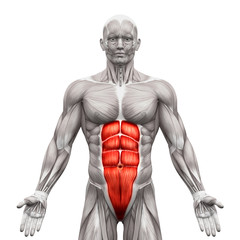 Rectus Abdominis - Abdominal Muscles - Anatomy Muscles isolated - obrazy, fototapety, plakaty