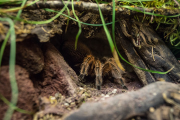Tarantel in ihrem Versteck