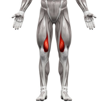 Vastus Medialis Muscle - Anatomy Muscles isolated on white