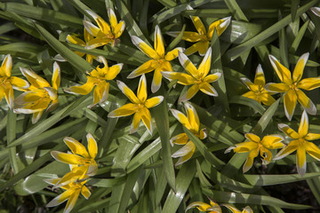 Obraz premium Tulip with yellow and white flowers: Tulipa tarda
