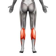 Calf Muscle - Gastrocnemius, Plantar Anatomy Muscle
