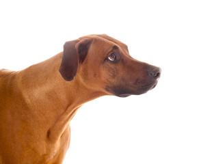 Rhodesian Ridgeback Hund, Seitenansicht