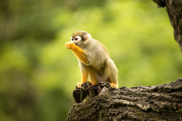 Naklejka premium Common squirrel monkey, Saimiri sciureus is very moving primate