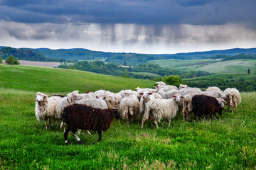 Sheeps on the green field in Tuscany (Italy) at the storm sky background