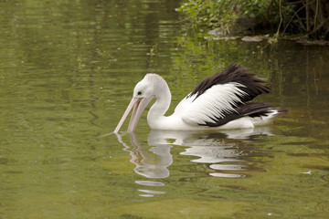 Australian Pelican, Pelecanus conspicillatus, hunt for food in water