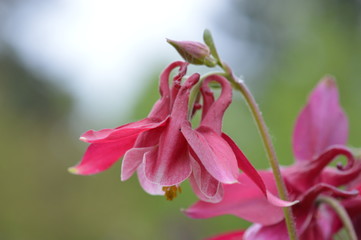 ancolie