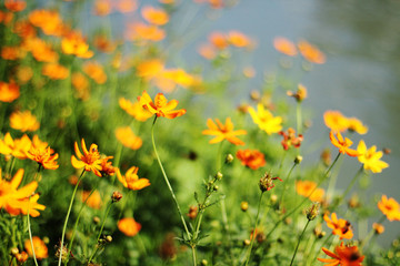 Yellow Cosmos flowers with bee