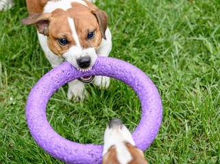 Angry dog pulling toy playing tug-of-war game