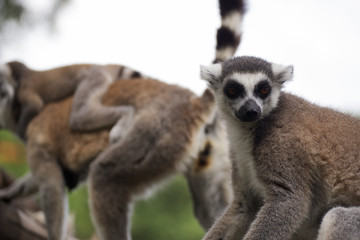 Obraz premium Closed up Ring-tailed lemur