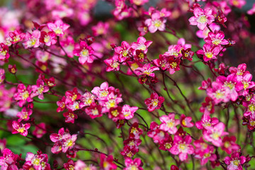 Beautiful small red moss blooms after the rain, natural floral background, small depth of field