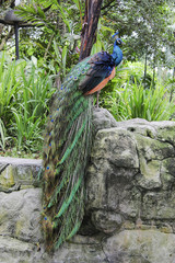 Obraz premium Peacock sitting on a stone wall with a closed tail
