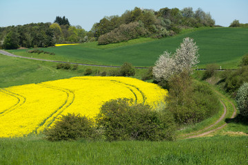 Fototapeta premium Bright oilseed rape field in the valley between the hills, Germany