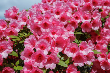 rhododendron 