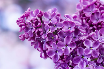 Blooming lilac flowers. Macro photo.
