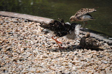 oiseau