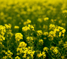 Obraz premium rape during the blossoming period