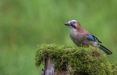 Geai des ch&ecirc;nes