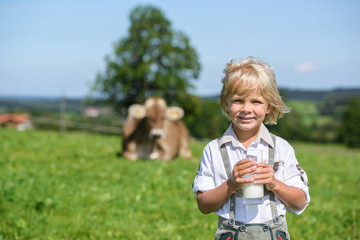 Smiling  Bavarian boy drink milk on the meadow with cow  in Germany
