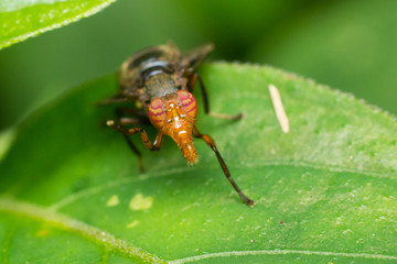 Macro photography showing a fruit fly