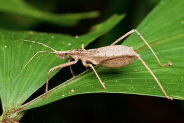 Macro photography showing a marmorated stink bug or Halyomorpha halys