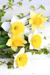  spring flowers daffodils birch branches white background