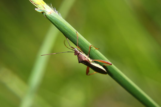 Macro photography showing a marmorated stink bug or Halyomorpha halys