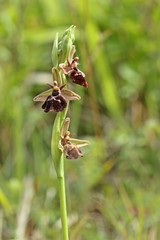 Hybride zwischen Hummel- und Fliegenragwurz (Ophrys holoserica X Ophrys insectifera oder auch Ophrys x devenensis) 
