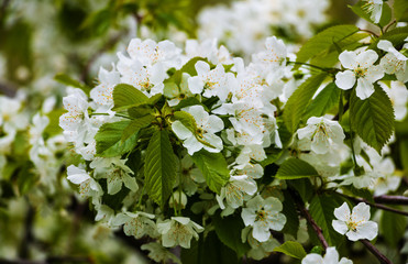 Spring cherry blossom, white flowers at the cherry tree. Closeup. Soft focus.