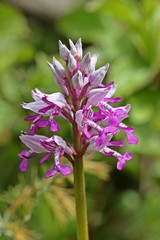 Helm-Knabenkraut (Orchis militaris)