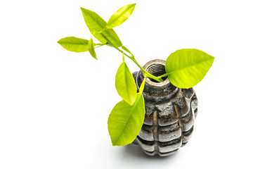 Tree sprout in the shell  fragmentation grenade