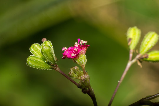 Macro photography showing a a pink flower