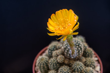 Yellow fFower of Lobivia Cactus