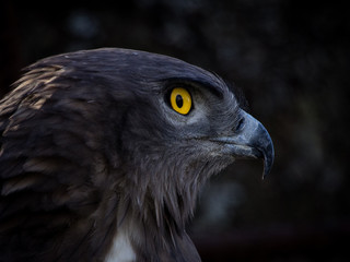 Short-toed snake eagle (Circaetus gallicus)