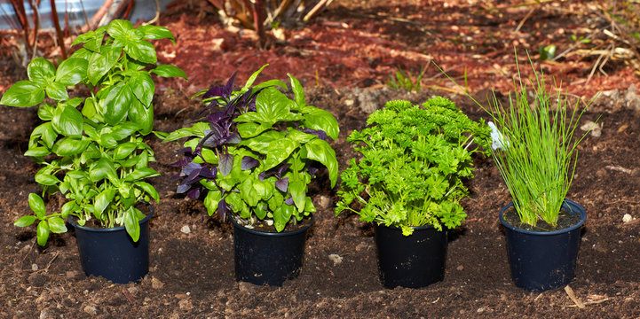 Parsley and basil in the garden.