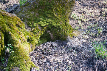 Green moss in spring forest at lakeside in Special Nature Reserve Carska Bara