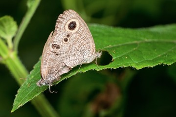 Macro photography showing a matting butterfly couple