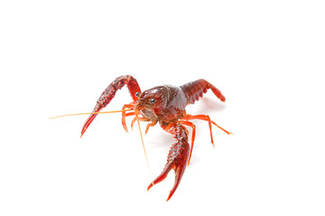Red crayfish on white background