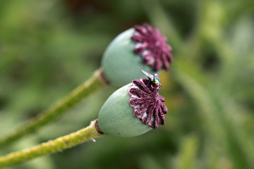 Fototapeta premium Seed of a poppy plant with a fly