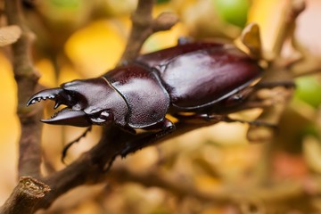Macro photography showing a bettle