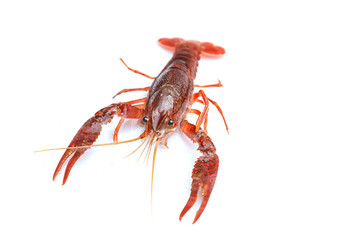 Red crayfish on white background