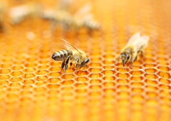 Bees on honeycomb