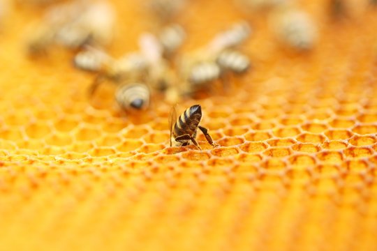 Bee worker in honeycomb 