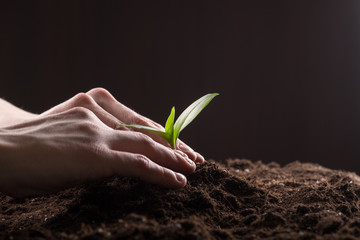 Sprout in ground